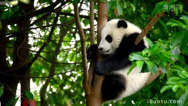 熊猫幼崽巨大的野生的